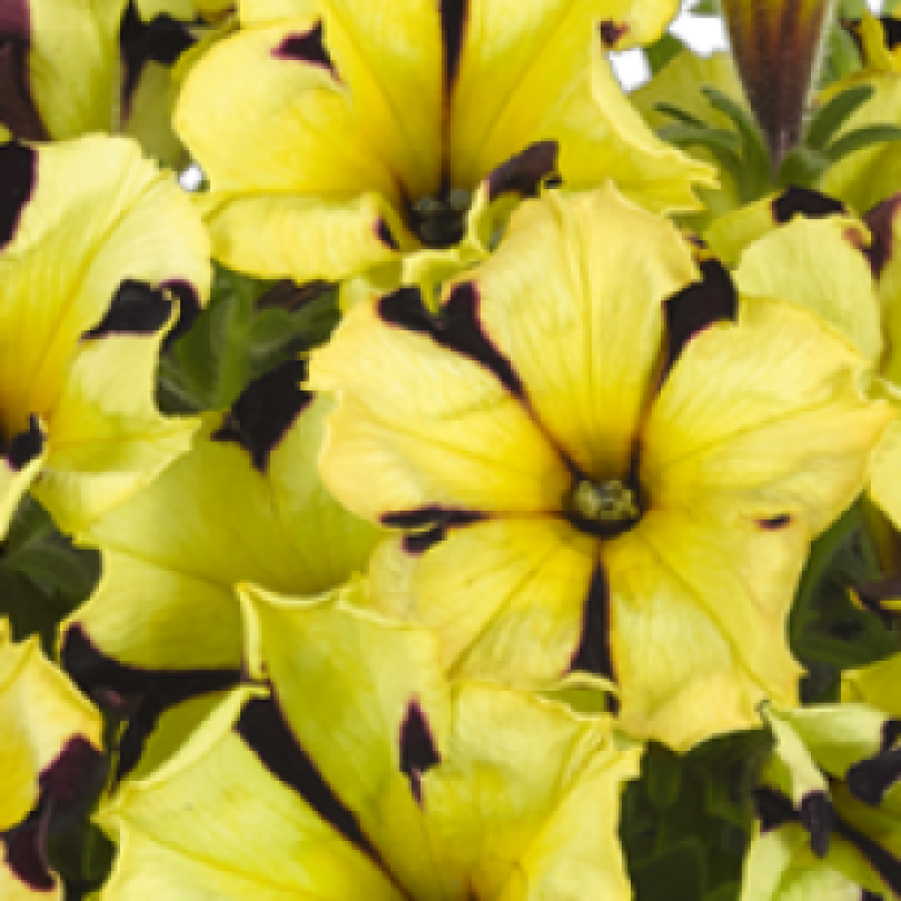 petunia-grandiflora-go-tunia-tiger-stripe_30453_6 22_300x300